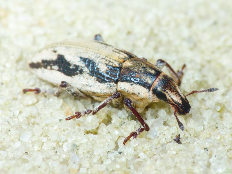 Bothynoderes declivis (Olivier, 1807)